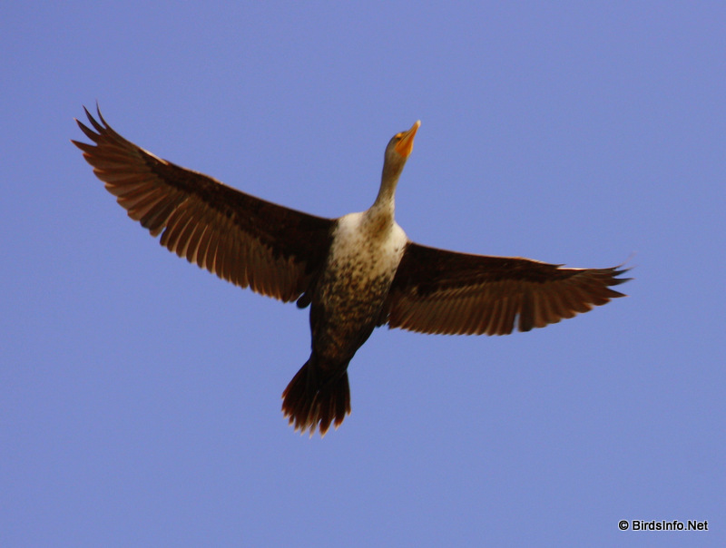 Double-crested Cormorant